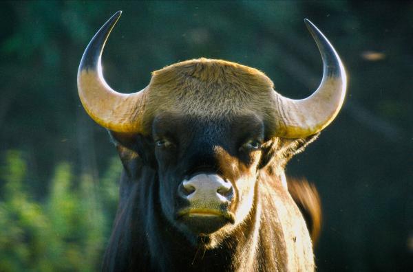 Bild 1 von 4: Der männliche Gaur oder indische Bison ist die größte Rinderart der Welt und stellt damit sogar den Büffel in den Schatten.