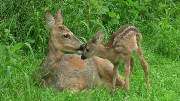 Bild 1 von 15: Rehmutter und Kitz.