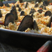 Man Fire Food - Barbecue Roadtrip durch die USA