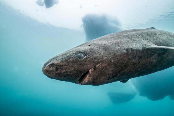 Bild 1 von 11: Eishaie können bis zu 500 Jahre alt werden - älter als jedes andere Wirbeltier. Den größten Teil ihres Lebens verbringen sie im Dunkel der Tiefsee, nur zur Jagd kommen sie an die Oberfläche.