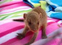 Das Waisenhaus für wilde Tiere