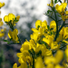 Geheimnisvolle Wildblumen