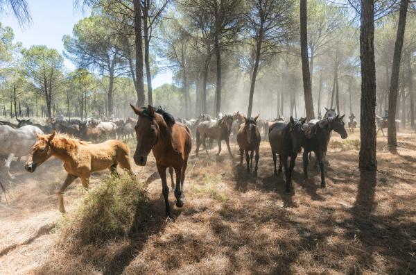 Bild 1 von 6: Der Nationalpark Coto de Doñana ist eines der vielseitigsten Feuchtgebiete Europas ? in diesem Schutzgebiet leben auch die Marismeño-Pferde.