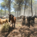 Die wilden Pferde der Doñana