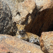 Der Fels der Leoparden