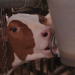 Die Geschichte der Landwirtschaft
