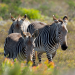 Abenteuer Erde: Wildes Südafrika (1)