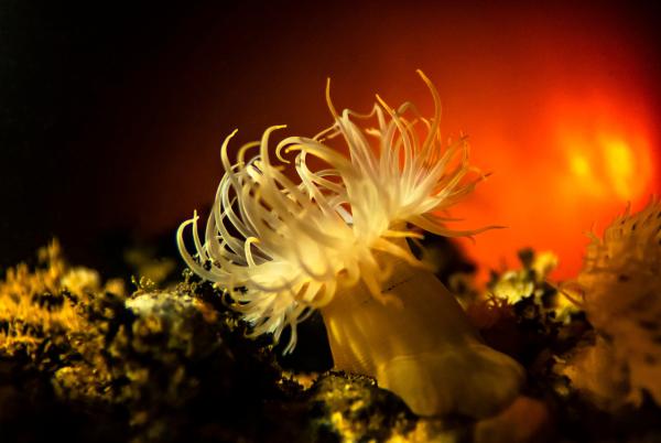 Bild 1 von 12: Tiefsee im Flachwasser: Nur wenige Meter unter der Wasseroberfläche leben in Bathurst Harbour in Tasmanien Organismen, die man sonst nur in der Tiefe findet.