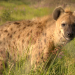 Das Waisenhaus für wilde Tiere - Abenteuer Afrika
