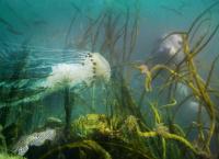 Hinter den Kulissen der Keltischen See