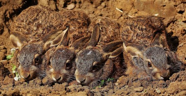 Bild 1 von 3: Feldhasen-Nachwuchs.