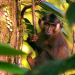 Tarzan und die Affen von Siberut