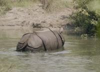 Tracker Diaries - Die Tiger von Nepal