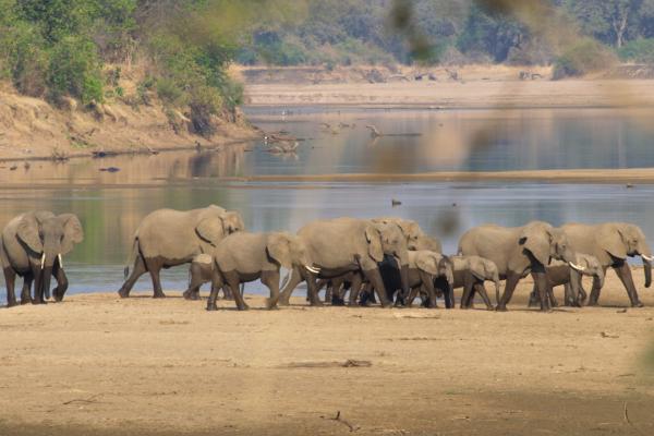 Bild 1 von 8: Eine Elefantenherde durchquert den Fluss.