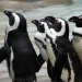 Eisbär, Affe & Co