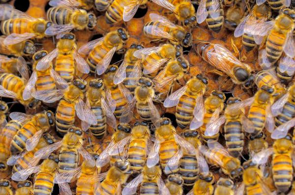 Bild 1 von 5: Die Westliche Honigbiene, die zur Bestäubung der kalifornischen Mandelfelder eingesetzt wird, muss gegen Parasiten und Krankheitserreger ankämpfen, um ihre Kolonien zu erhalten.