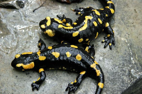 Bild 1 von 5: Feuersalamander.