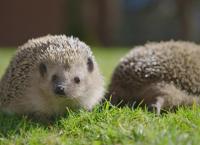 Entenfellners Tier-Welt