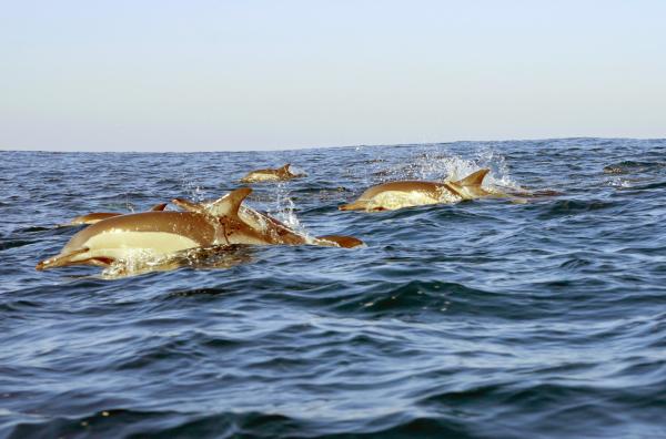 Bild 1 von 5: Klick- und Pfeiflaute: Delfine nutzen ein komplexes Lautsystem zur Verständigung ? selbst im größten Durcheinander.