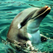 Flipper