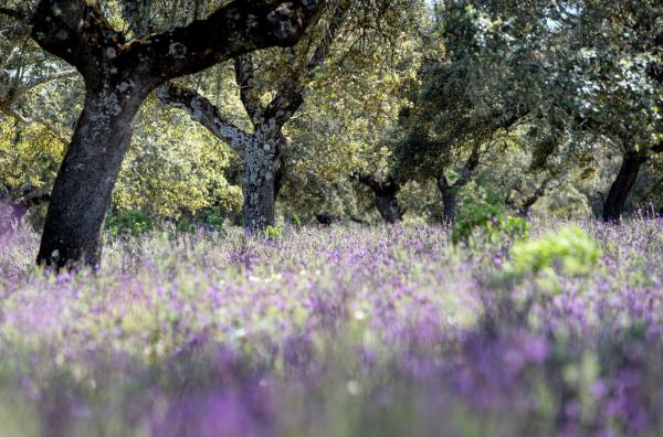 Bild 1 von 6: Steineichenwälder wie in der spanischen Extremadura sind eine der ältesten Kulturlandschaften der Welt. Sie wurden einst durch natürliche Beweidung geschaffen und haben sich bis heute erhalten.