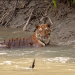 Sundarbans, im Reich der Königstiger