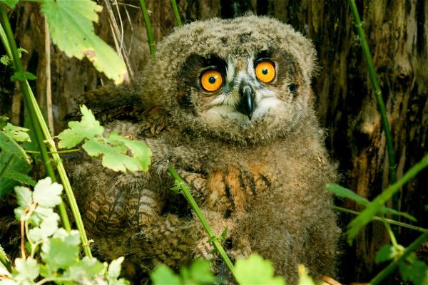 Bild 1 von 11: junger Uhu.