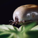 Parasiten packen aus