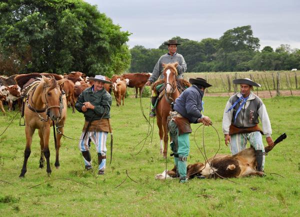 Bild 1 von 2: Gauchos bei der Arbeit auf der Estancia San Juan de Poriahú in Argentinien.