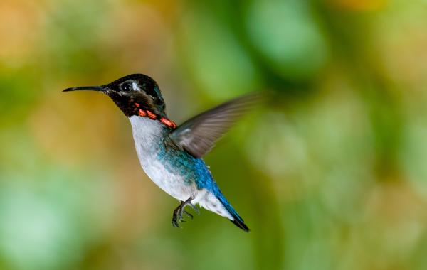 Bild 1 von 7: Bienenelfe, auch Kubaelfe oder Hummelkolibri, gilt als die kleinste Kolibriart und als der kleinste Vogel weltweit.