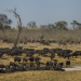 Tödliches Afrika - Tierische Kämpfer