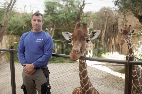 Bild 1 von 2: Artenschutz vor Tierschutz: Marco Brunner ist Tierpfleger im Zoo Zürich und kümmert sich um Giraffendame Jahi. Diese soll nun nach Hodenhagen in den Serengeti-Park umziehen, um für den Erhalt ihrer Art zu sorgen.