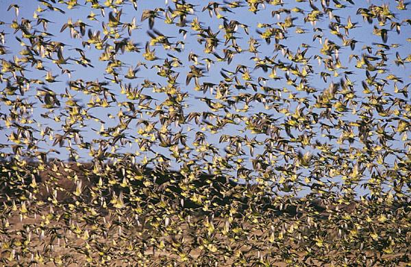 Bild 1 von 4: Im Bild: Riesige Wellensittichschwärme ziehen über die Ebenen Australiens auf der Suche nach Wasser.