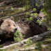 Yellowstone