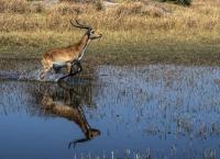 Okawango - Fluss der Träume