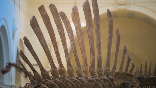 Bild 1 von 5: Der Name Spinosaurus geht auf die langen Dornfortsätze der Rückenwirbel zurück. Diese trugen das markante Rückensegel der Spinosaurier.