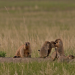 Amur - Asiens Amazonas