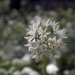 Geheimnisvolle Wildblumen
