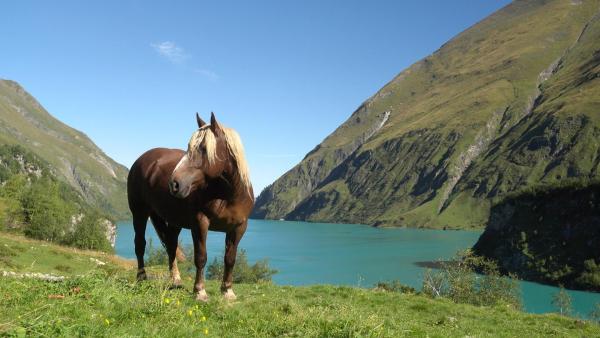Bild 1 von 24: Im Bild: Pferd auf der Fürthermoa Alm.