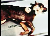 Medical Detectives - Geheimnisse der Gerichtsmedizin