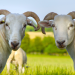 Das verborgene Leben der Bauernhoftiere