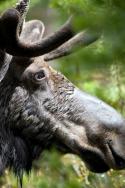 3sat 17:30: Yellowstone - Leben auf dem Vulkan