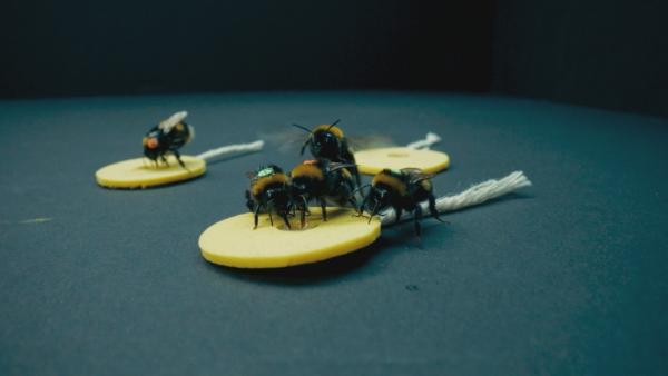 Bild 1 von 13: Experimente mit Hummeln deuten darauf hin, dass Insekten klüger und verspielter sind, als wir bisher dachten. Bedeutet das, das auch sie eine Seele haben?