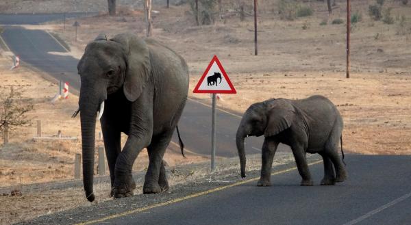 Bild 1 von 3: Wo Mensch und Elefant zusammentreffen braucht es Regeln, um ein friedliches Miteinander zu schaffen. Diese Elefanten wissen genau, wo sie die Straße gefahrlos überqueren können.