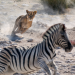 Gefährliche Wildnis