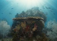 Das Korallendreieck - Ein magischer Kreislauf