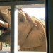 Tamo - ein Elefant wird erwachsen