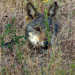 Familie Wolf - Gefährliche Nachbarn?