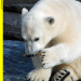 Eisbär, Affe & Co