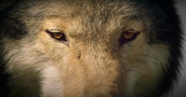 Bild 1 von 13: Wölfe erlernen die Bedeutung von Mimik und Gestik beim Menschen ohne Probleme. Denn auch untereinander benutzen Wölfe zahlreiche Signale, zum Beispiel um sich bei der Jagd im Rudel zu verständigen.